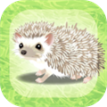 Hedgehog Pet