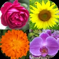 Flowers Quiz