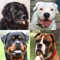 Dogs Quiz