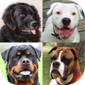 Dogs Quiz