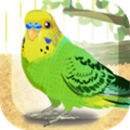 Parakeet Pet