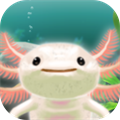 Axolotl Pet