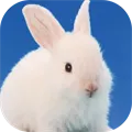 rabbit breeding game