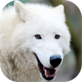 Arctic Wolf Survival Simulator