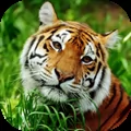 Asian Tiger Survival Simulator