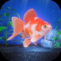 Gold Fish Pet