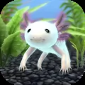 My Axolotl Aquarium