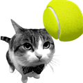 Cat Tennis