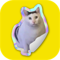 Cat Meme Stickers