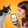 CatTranslator