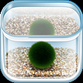 The Marimo